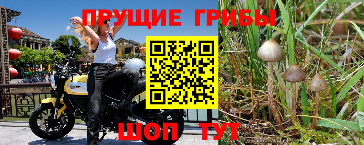 Галлюциногенные грибы Psilocybine cubensis Реж